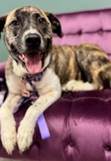 violet-therapy-dog-in-training-letstalk-counseling-carrollton-tx